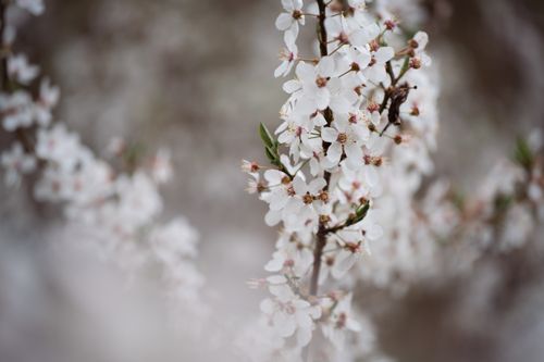 Free Close-up of white cherry blossoms in full bloom, showcasing spring's perfection and natural beauty. Stock Photo