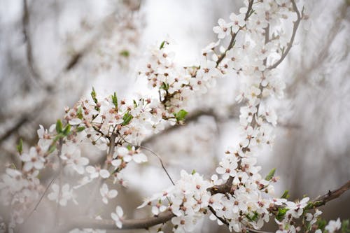 Gratis arkivbilde med blomster, fjær, frisk