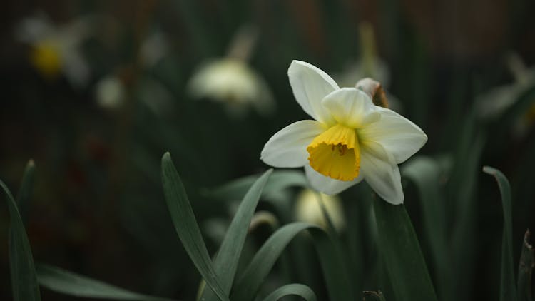 White Daffodil Flower