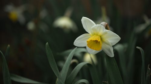 Free A beautiful close-up of a daffodil flower in bloom, set against a dark green background. Stock Photo