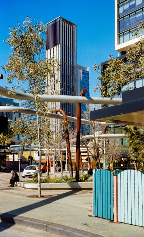 Trees on Square in Perth