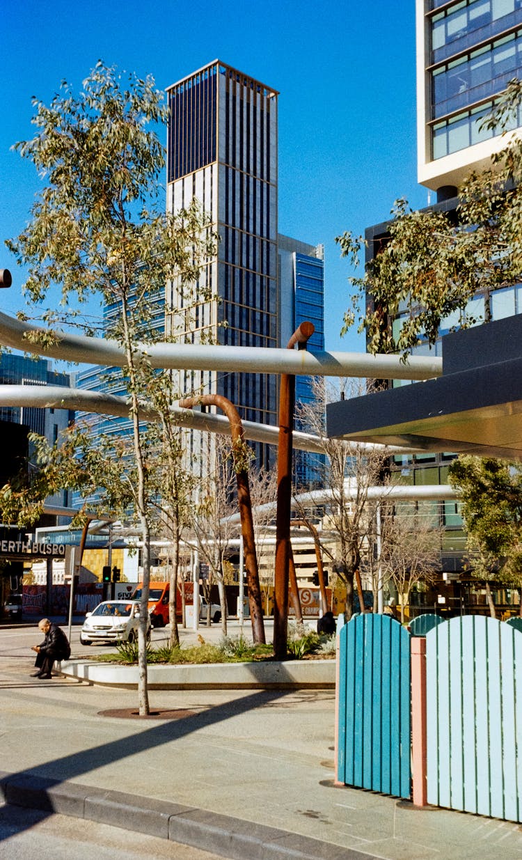 Trees On Square In Perth