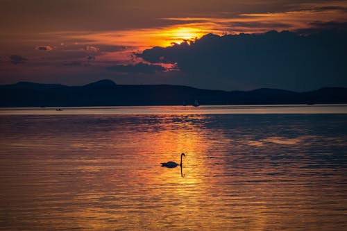 Foto Da Silhueta De Um Cisne No Corpo D'água Durante A Hora Dourada