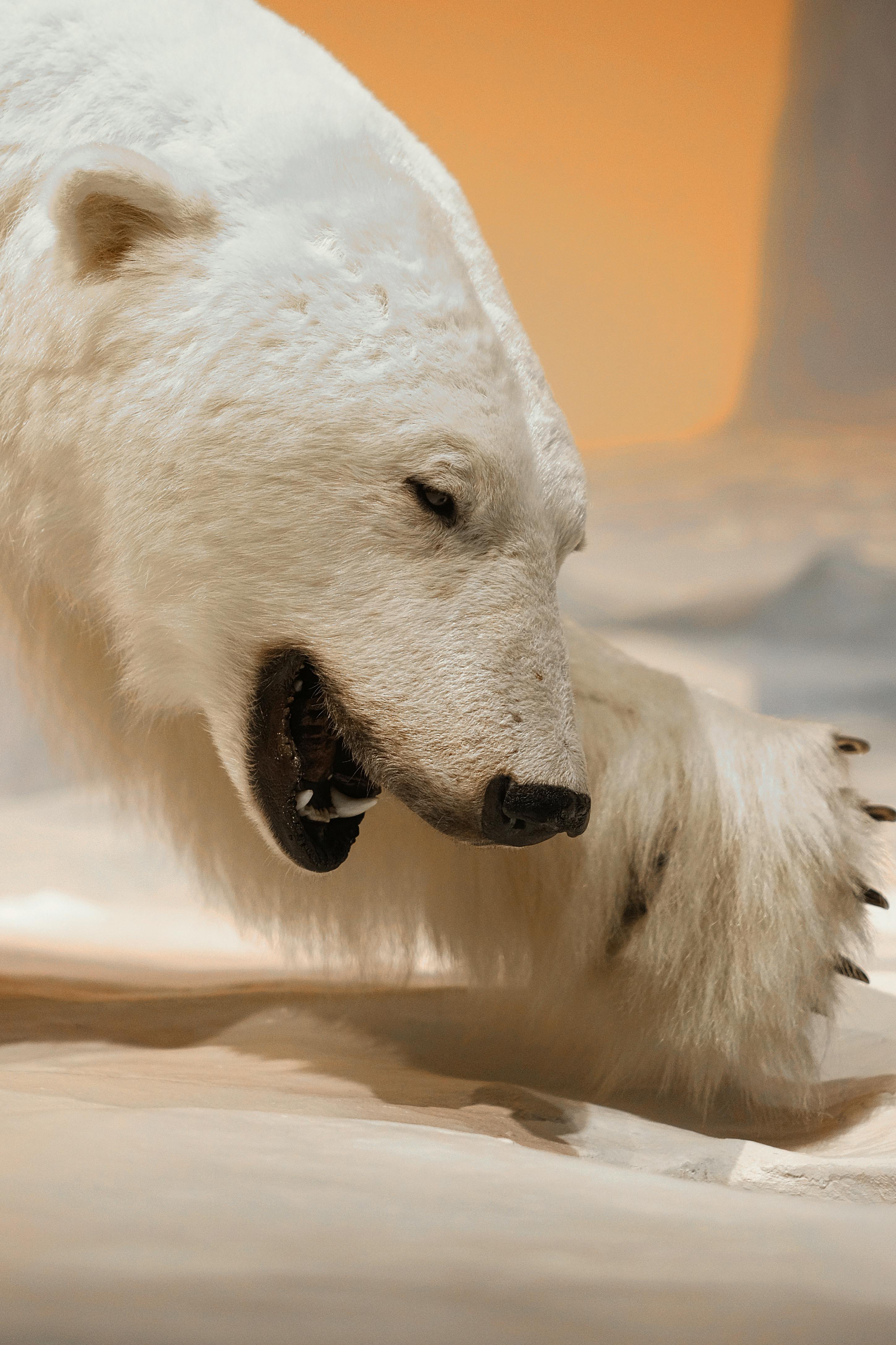 roaring polar bear profile