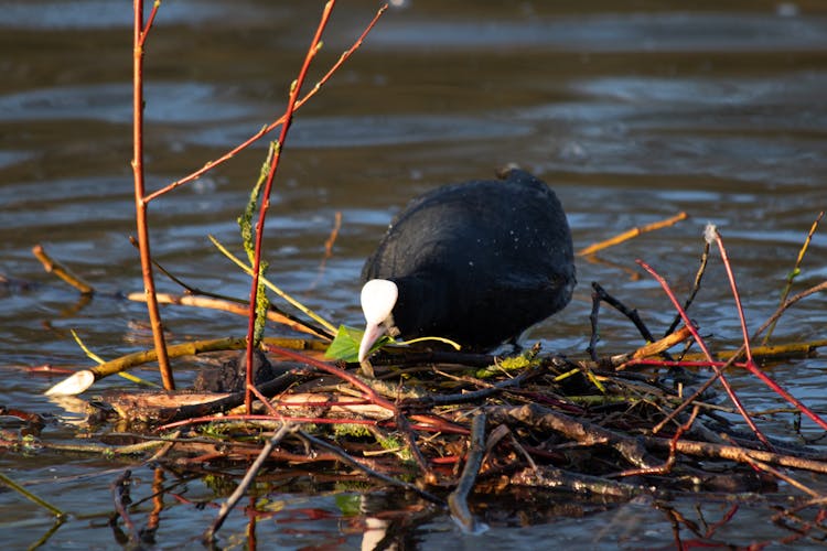 A Duck On The Marsh