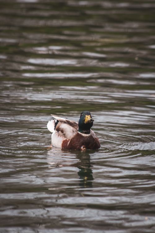 Free A beautiful mallard duck swimming peacefully in a serene pond with rippling water. Stock Photo