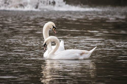Swans Swimming in the Lake