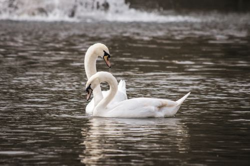 Free Two elegant swans gliding on a serene lake, perfect for nature and wildlife enthusiasts. Stock Photo