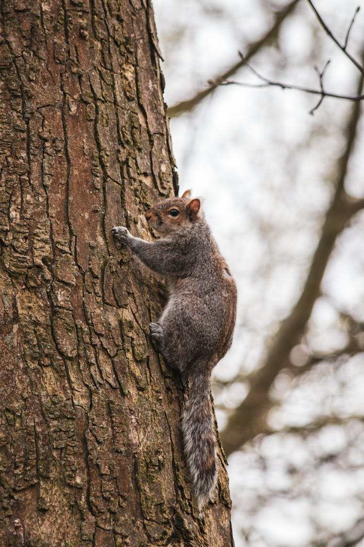 Squirrel Climbing A Tree