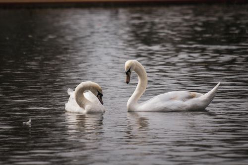 Free Two graceful swans swimming peacefully on a calm lake, exuding elegance and tranquility. Stock Photo