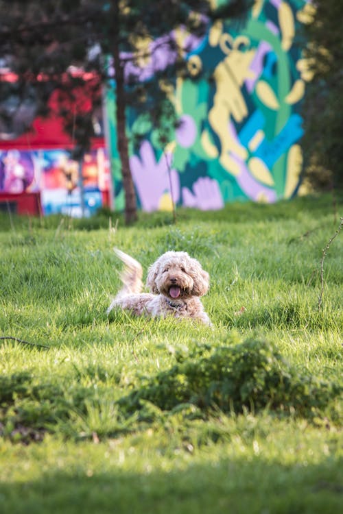 Gratis stockfoto met babyhondje, beest, gras