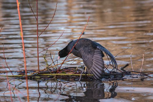 Free stock photo of animal, avian, bird