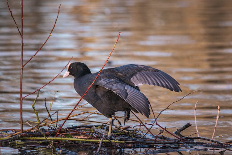 A Duck On The Marsh