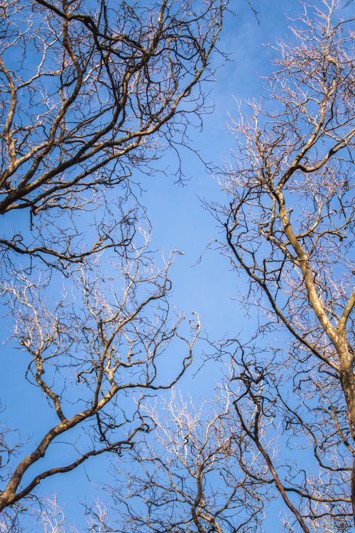 Free Vibrant blue sky framed by intricate patterns of leafless tree branches during fall. Stock Photo