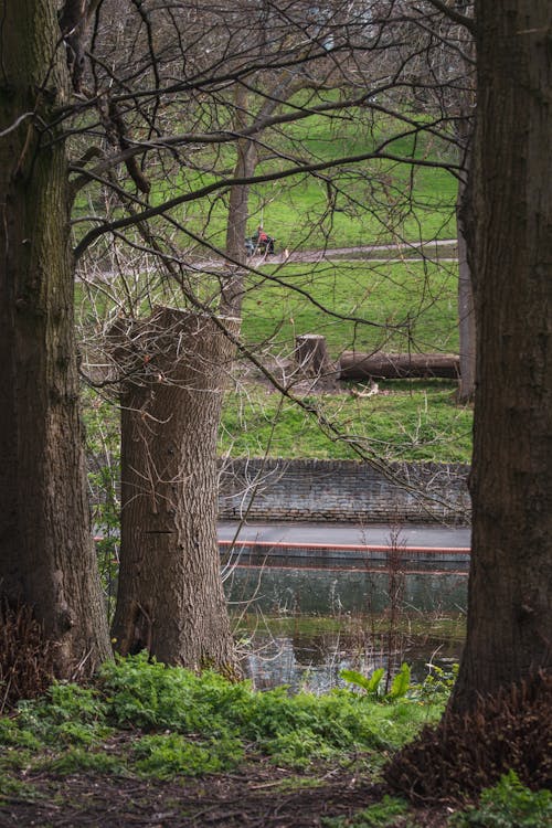 Foto d'estoc gratuïta de arbres, bagul, caure