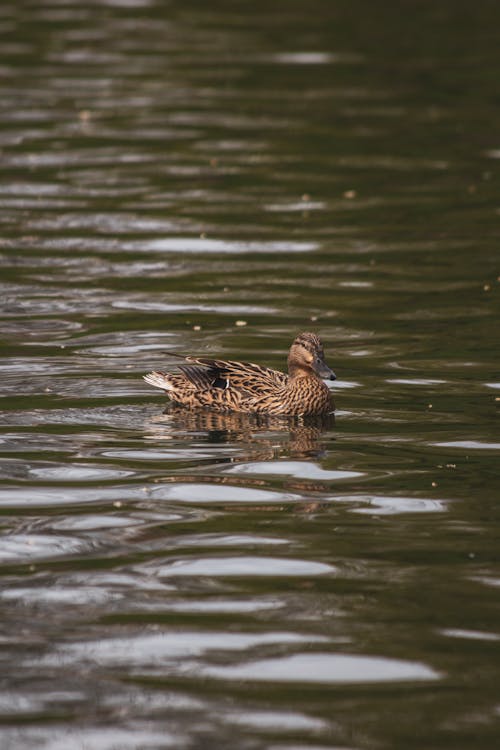 A Duck Swimming in the Lake