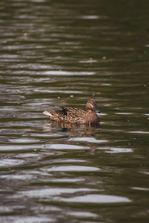 Free A tranquil scene of a duck gliding quietly on a lake in natural daylight, showcasing wildlife beauty. Stock Photo