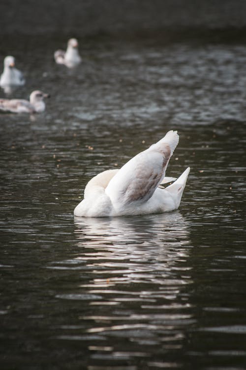 Fotobanka s bezplatnými fotkami na tému jazero, labuť, odlesk