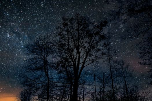 Majestic night sky full of stars behind dark tree silhouette in a rural setting., free online jigsaw puzzle on JigsawPuzzlesFreeOnline.org