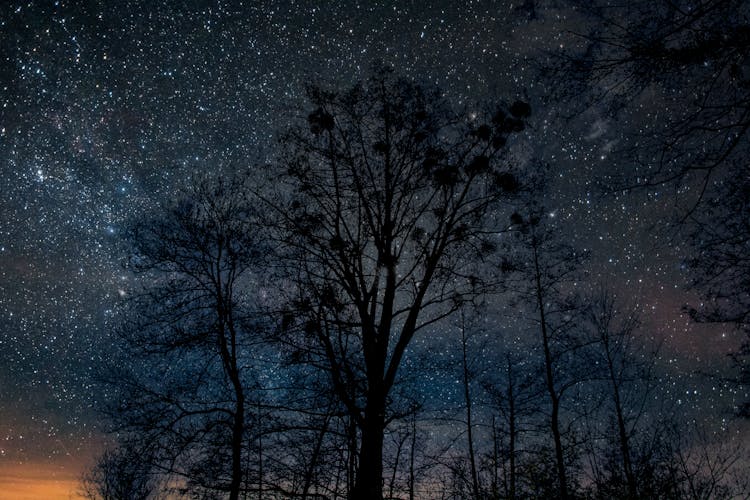 Stars On Night Sky Over Bare Trees