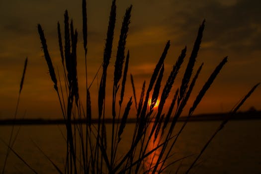 平静的湖面上倒映着雄伟的日落与草的剪影，唤起一片宁静