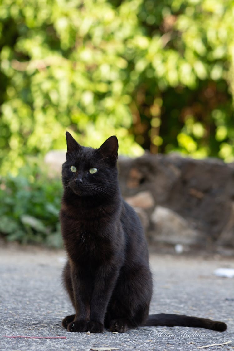 A Little Black Cat In The Garden