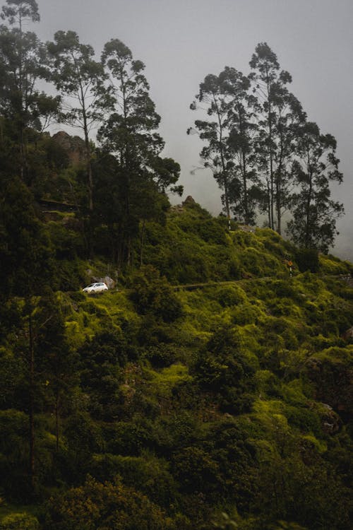 Trees on Green Hill