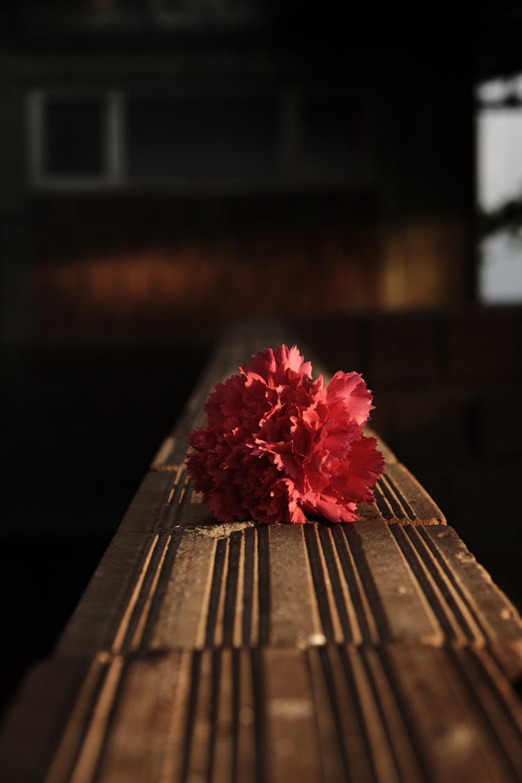 A Red Carnation On A Windowsill