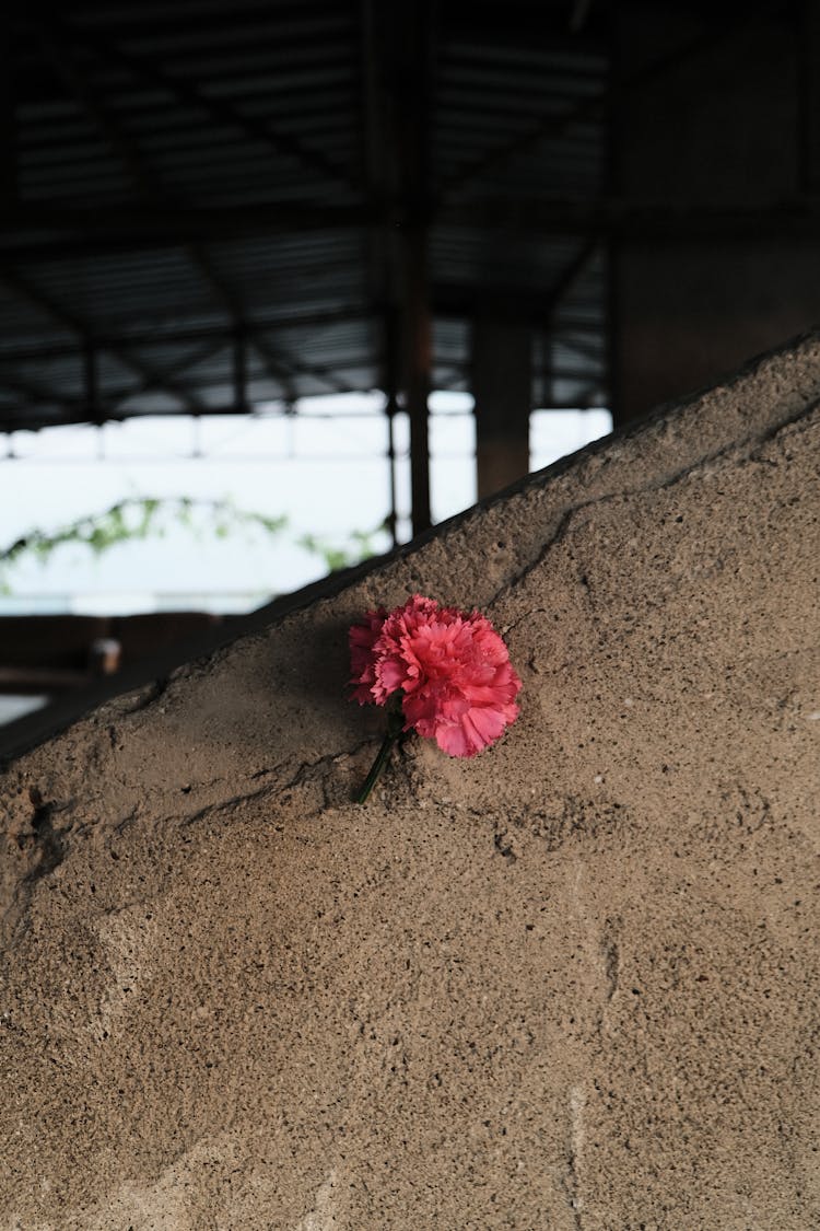 A Red Carnation On The Ground