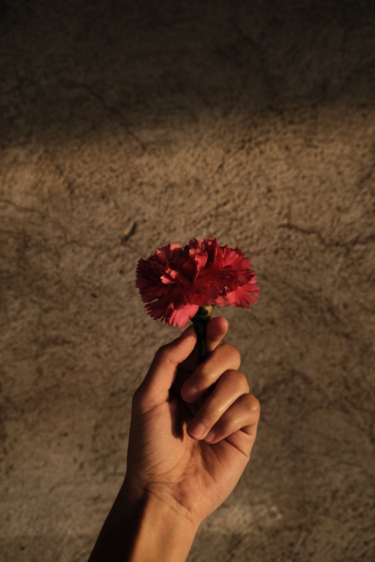 A Man Holding A Red Carnation