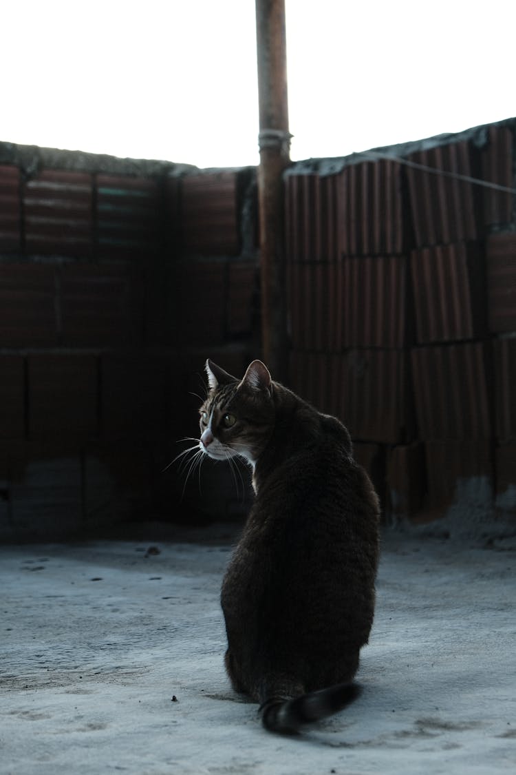 A Portrait Of A Black Cat