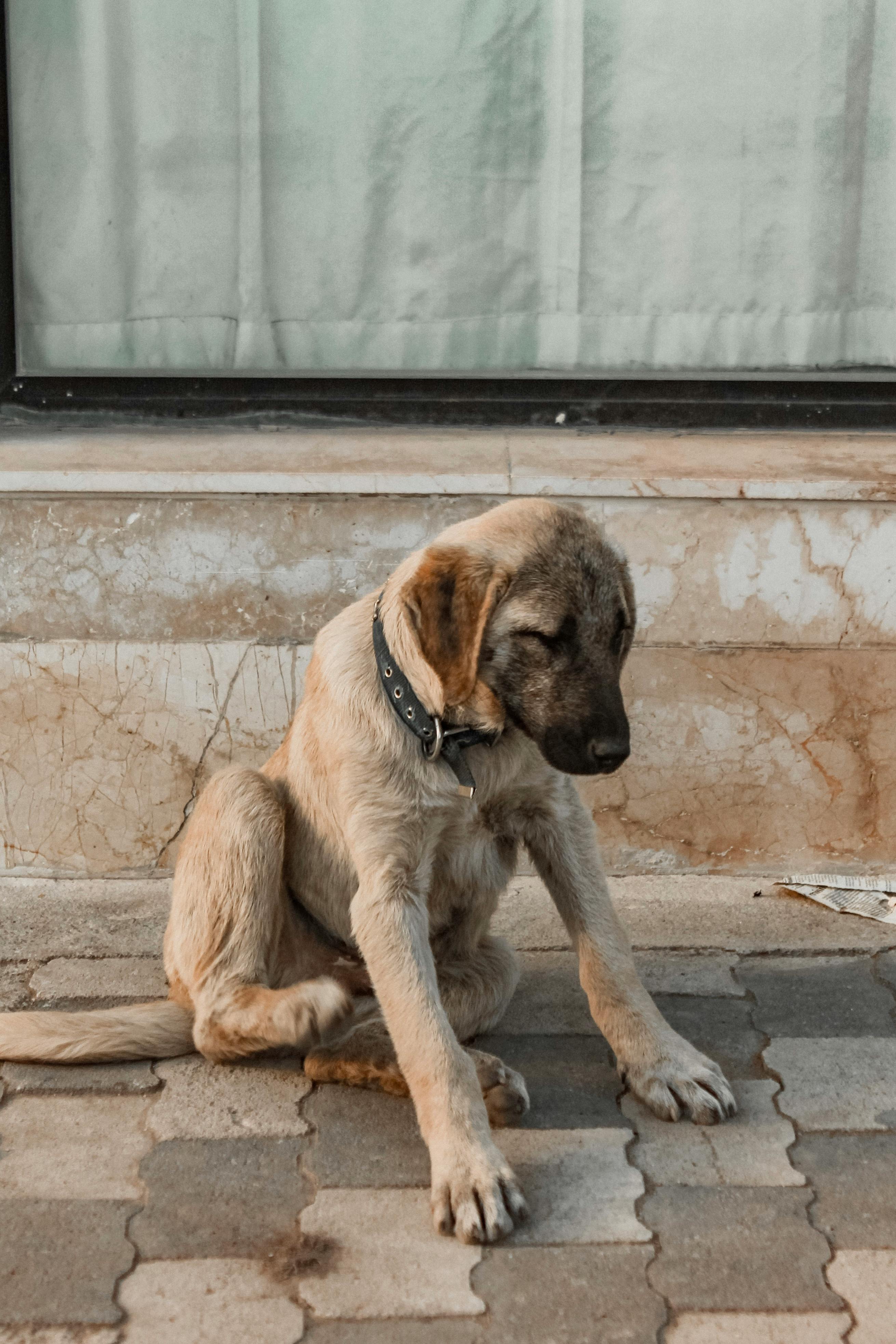 Why Do Dogs Rub Against the Wall After Eating Unveiling the Surprising