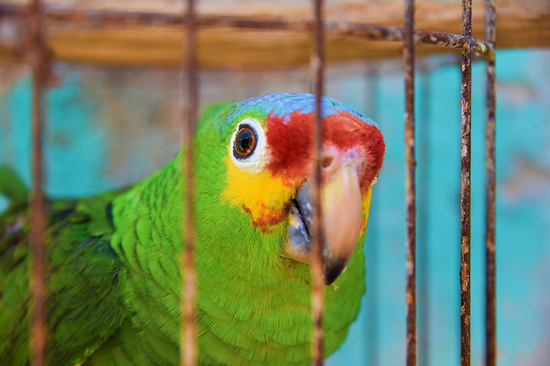 Exotic Parrot in Cage