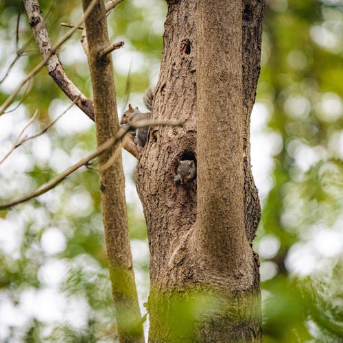 Squirrels on Tree