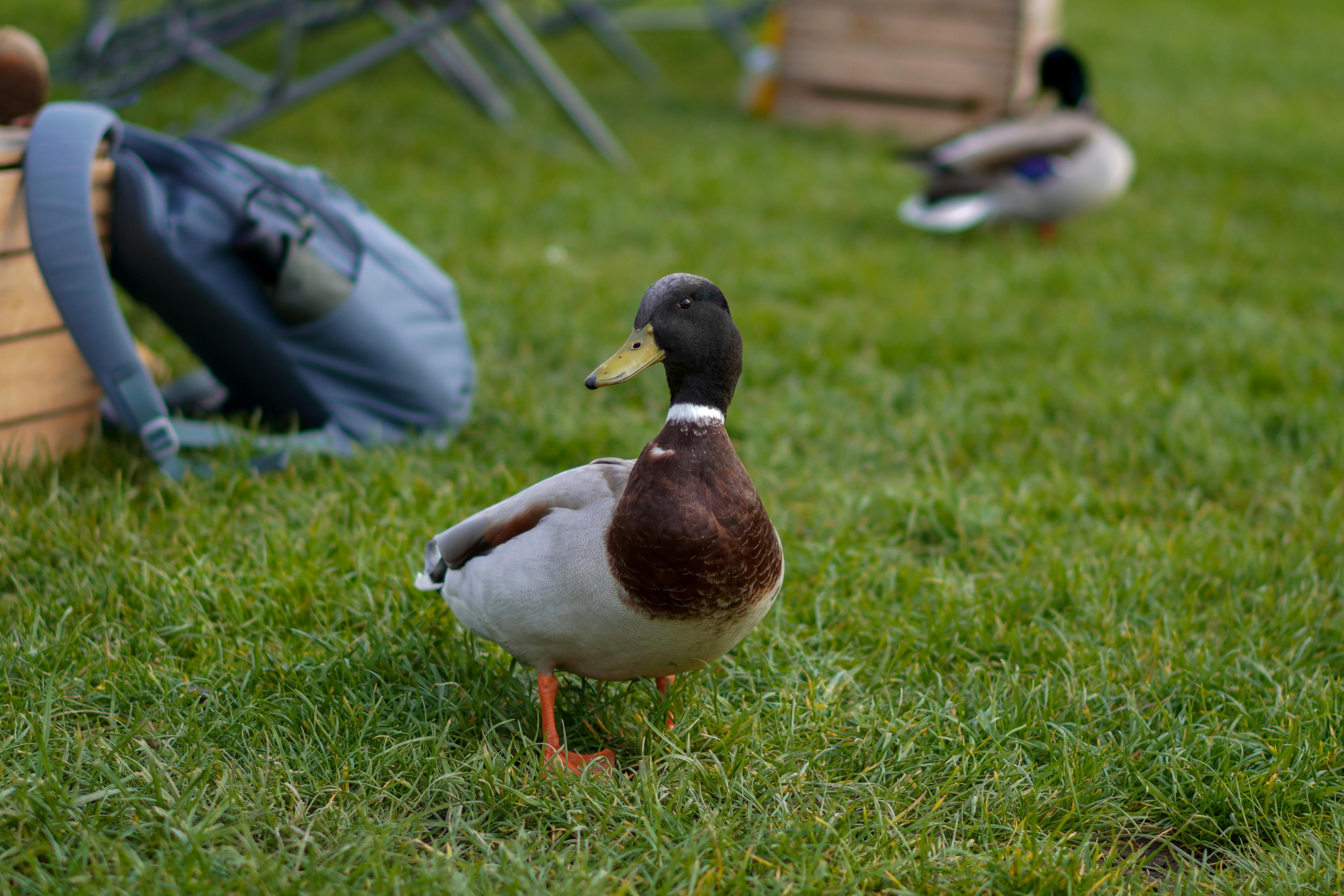 Ducks near Backpack on Ground · Free Stock Photo