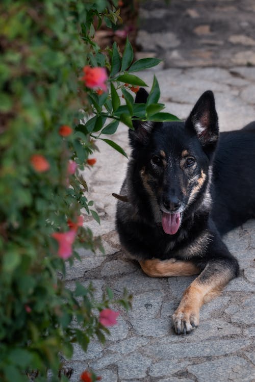 Gratis stockfoto met aarde, dierenfotografie, hond