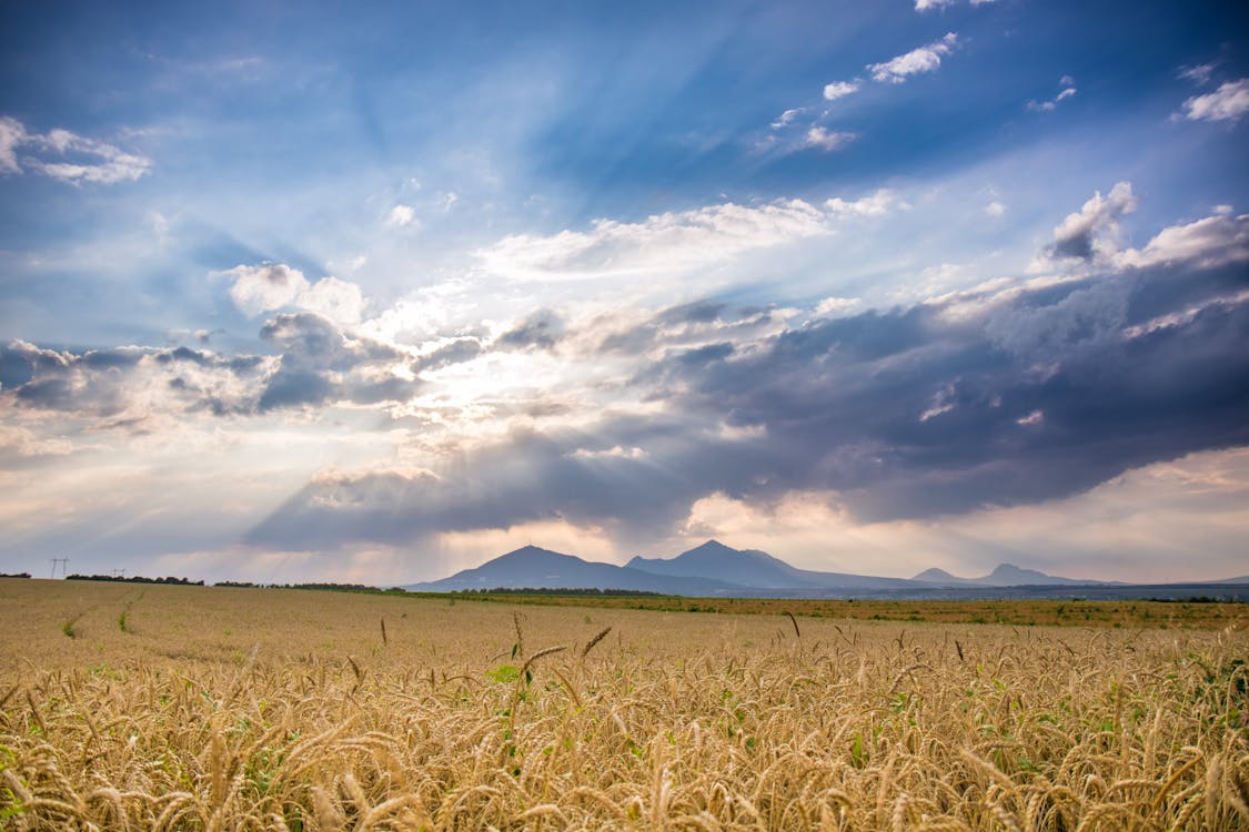 Imagine de stoc gratuită din agricultură, apus, câmp