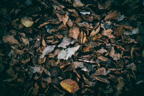 Autumn Leaves on Ground