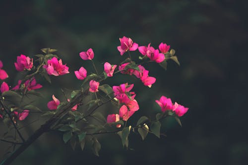 ピンクの花, 工場, 成長の無料の写真素材