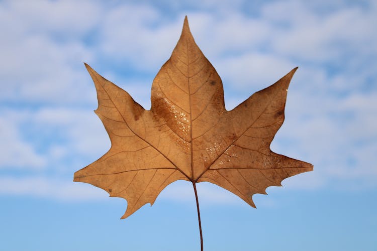 Brown Maple Leaf In Autumn