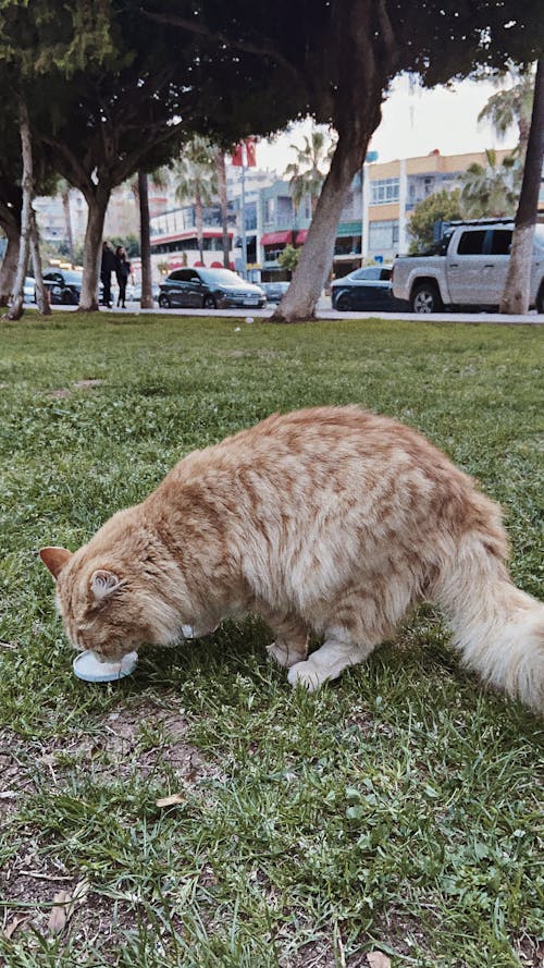 Free stock photo of animal, cat, green