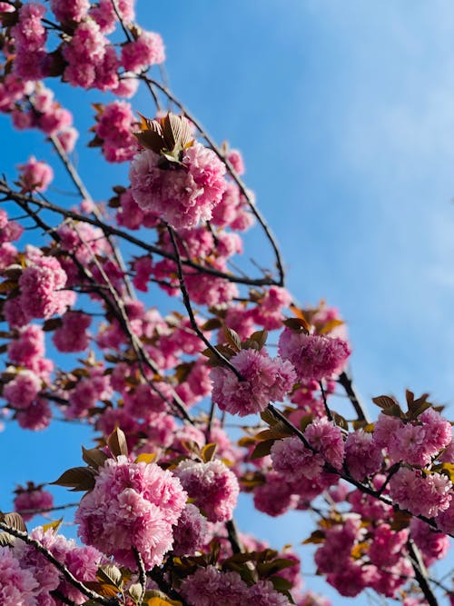 Бесплатное стоковое фото с великая призматическая весна, весенний перерыв, весенний фон