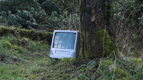 Immagine gratuita di abbandonato, albero, cespugli