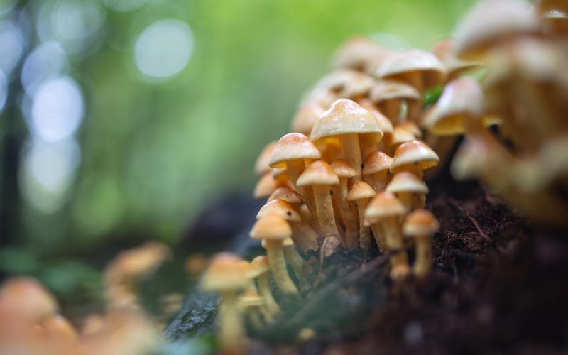 Close-up of honey fungus mushrooms growing on a log in a lush forest setting.