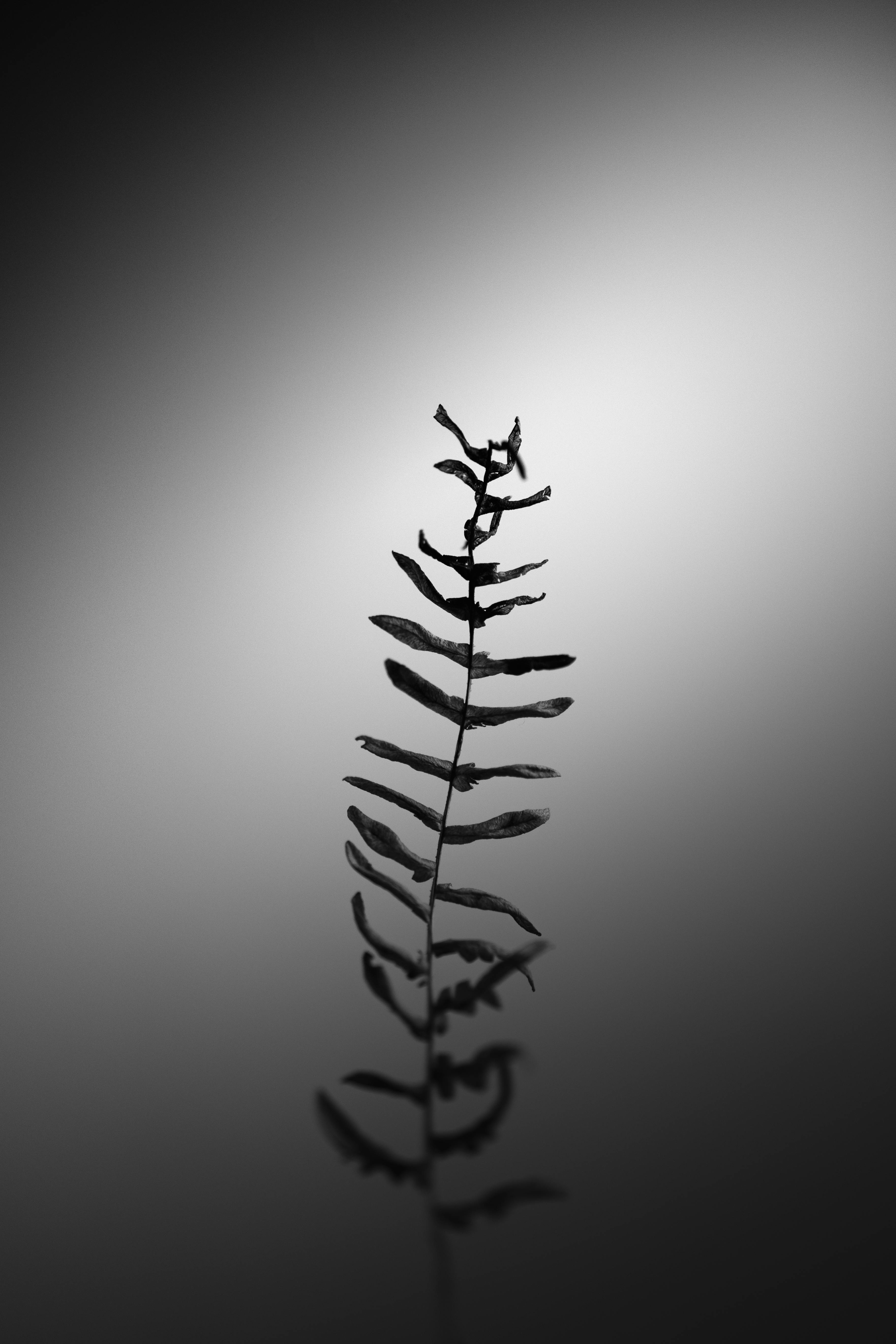 Kostenlos Kostenloses Stock Foto zu abstrakt, asche, ästhetisch Stock-Foto