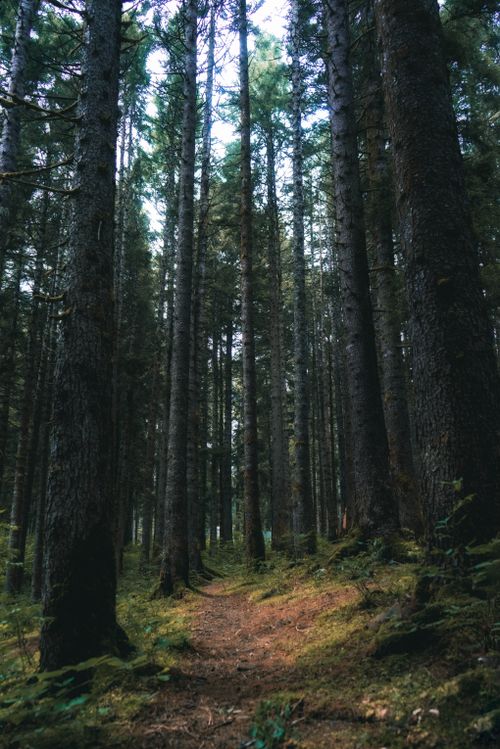 Free Tranquil pathway through a dense forest, surrounded by tall trees and lush greenery. Stock Photo