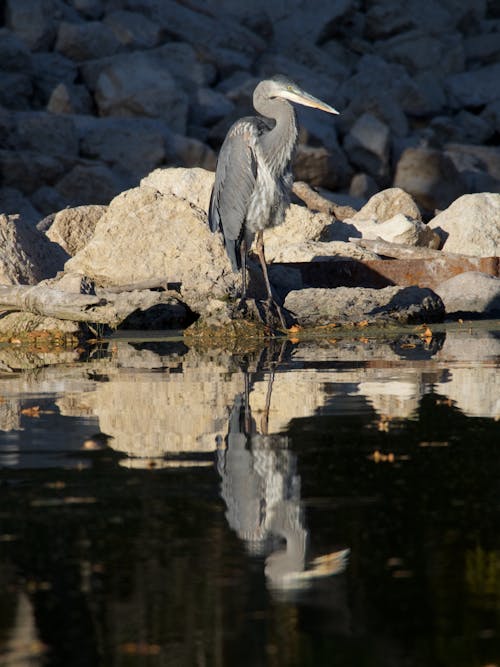 Free Great Blue Heron near Water Stock Photo