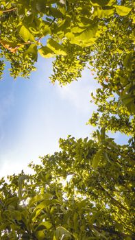Lush green tree canopy with blue sky, captured from below, creating a natural frame.