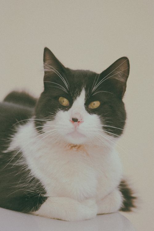Free A serene black and white cat sitting calmly, perfect for pet-themed mobile wallpaper. Stock Photo