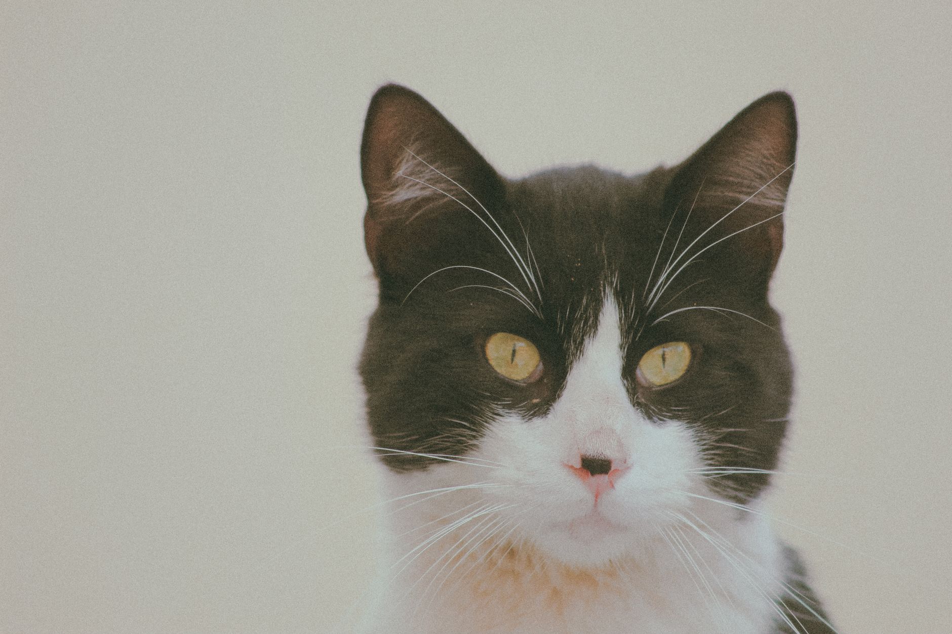 Veterinary care for a cat